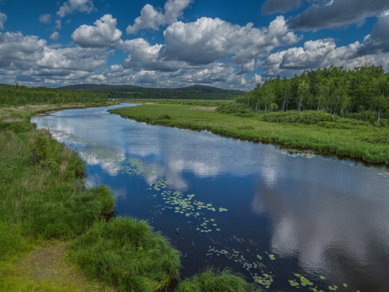 Пойменные леса реки Урал