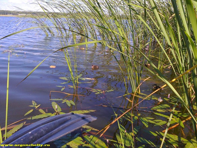 Уелги озеро в Челябинской области. Озеро Ишалино Челябинская. Озеро Айдыкуль. Озеро Айдыкуль Челябинская область.
