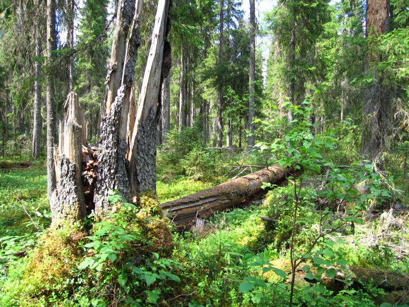 Национальный парк Койгородский девственные леса