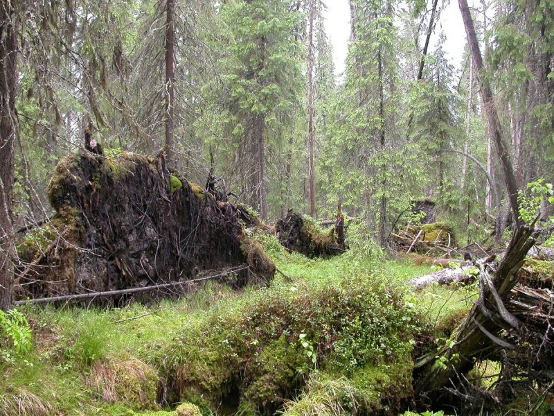 Национальный парк Койгородский девственные леса