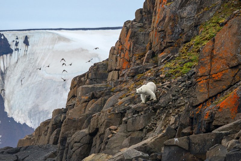 Национальный парк русская Арктика
