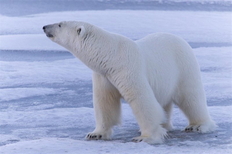 Национальный парк русская Арктика животные