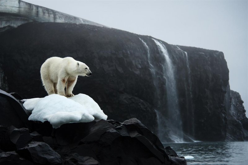Национальный парк русская Арктика на новой земле