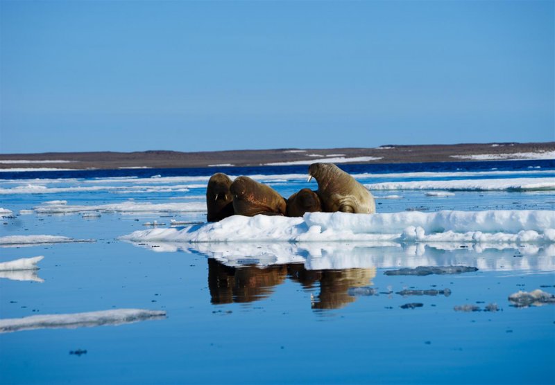 Национальный парк русская Арктика