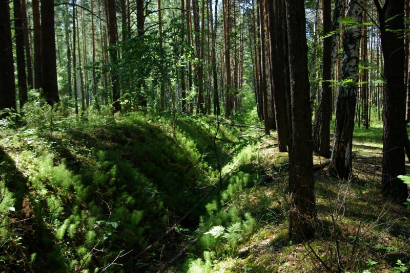 Национальный парк Припышминские боры Талица