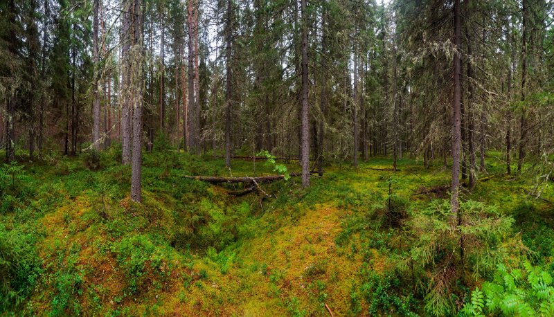 Диковский лес Вологодская область