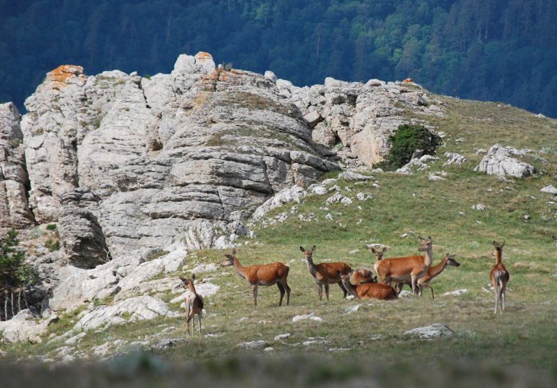 Крымский природный заповедник национальный парк