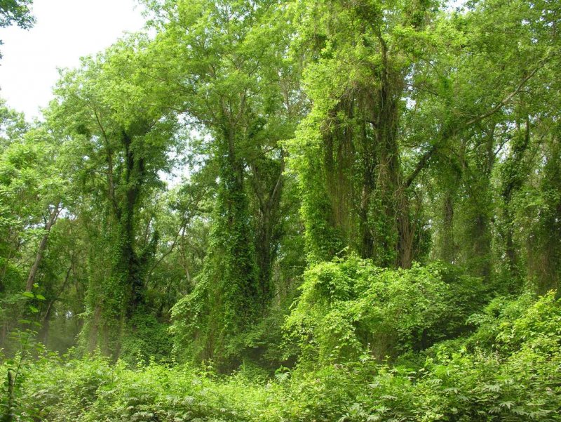 Достопримечательности Дагестана Самурский лес