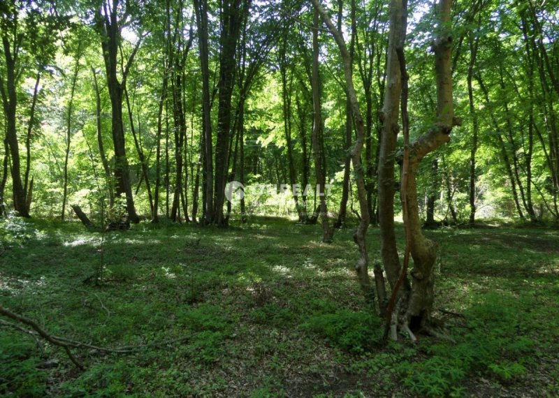 Самурский лиановый лес Дагестана