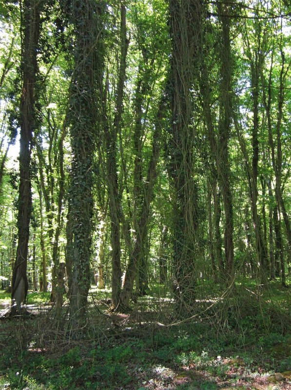 Самурский лес лианы