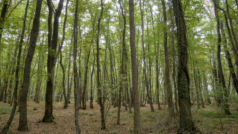 Лиановый лес в Дагестане