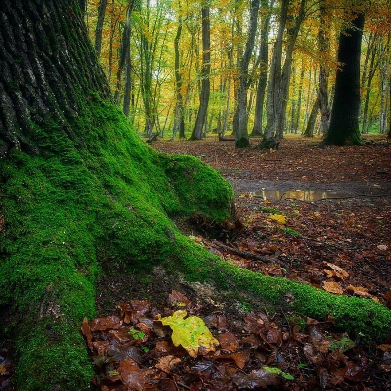 Самурский лес в Дагестане осенью