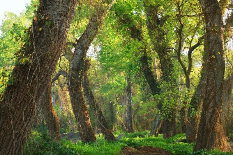 Национальный парк Самурский лес