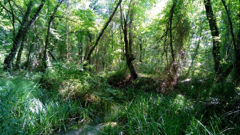 Самурский лиановый лес Дагестана