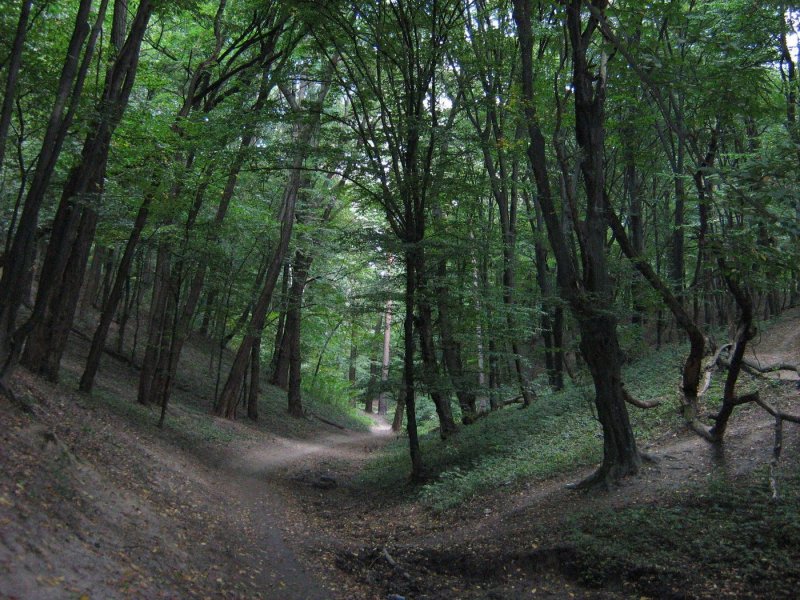 Самурский лес (Магарамкентский район)