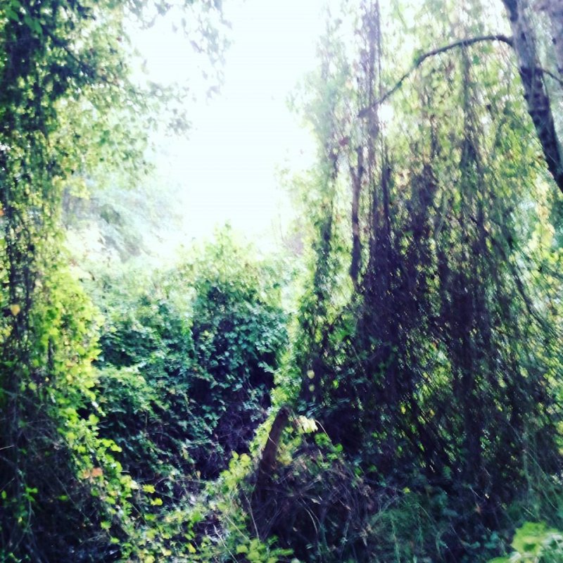 Самурский лес в Дагестане дерева 700 лет