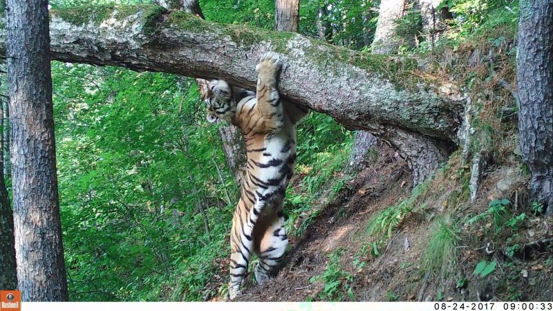 Национальный парк «Бикин» Амурский тигр