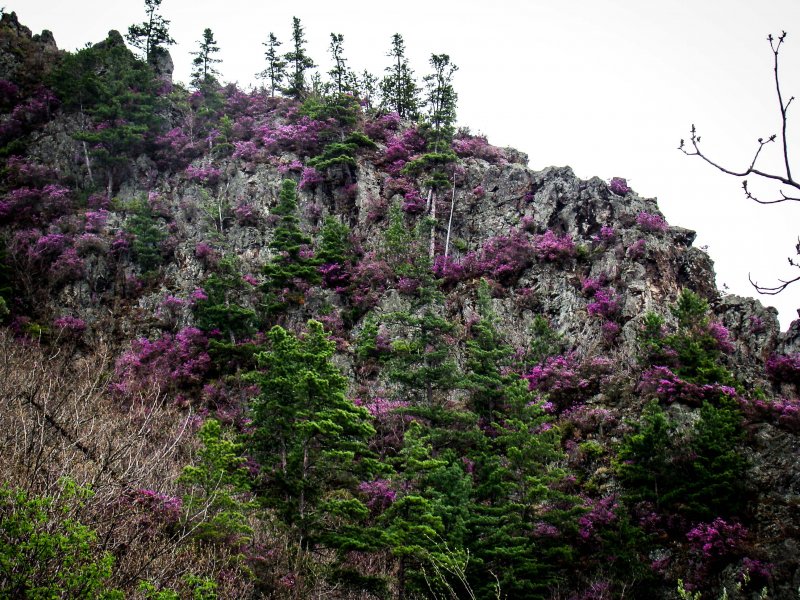 Растения национального парка Удэгейская Легенда