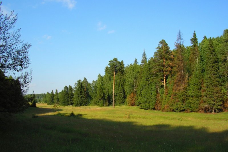 Национальный парк Марий Чодра леса