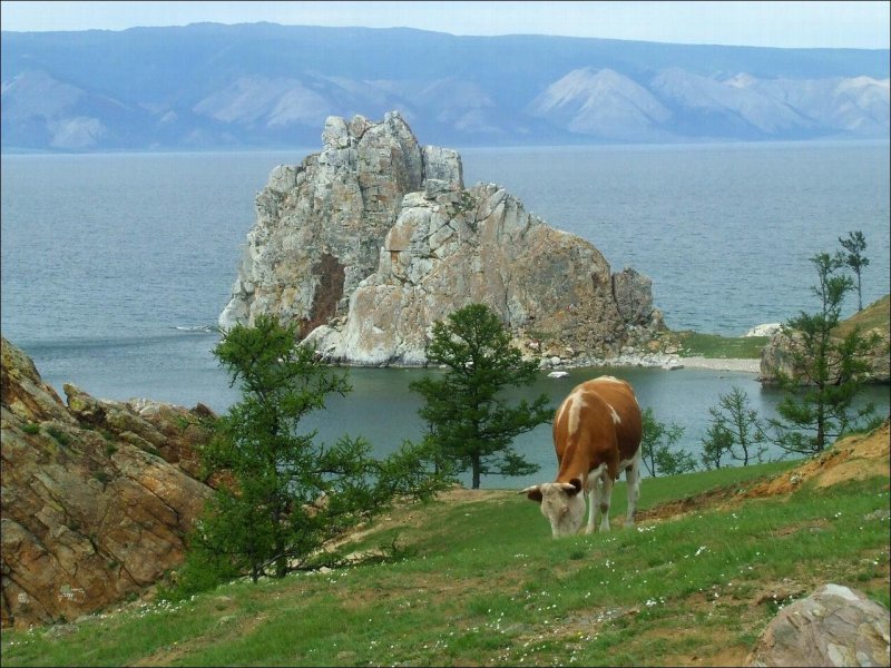 Баргузинский заповедник Тайга
