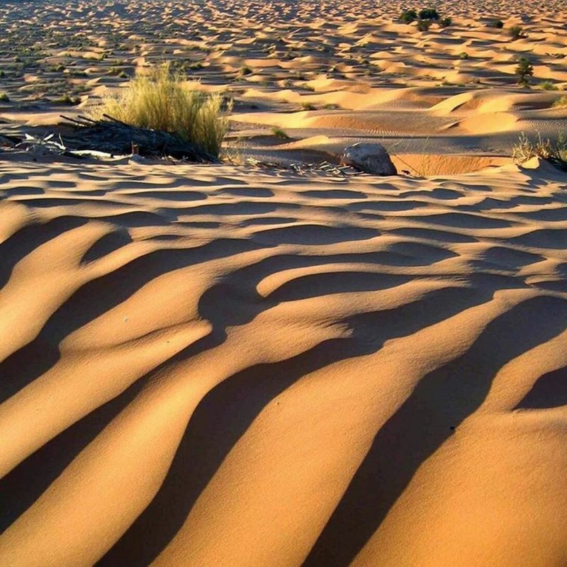 Пустыня сахара Африка Оазис