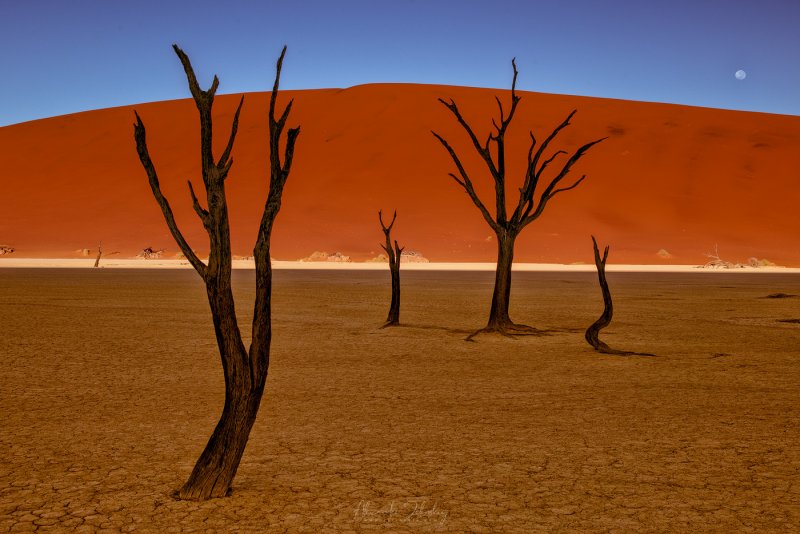 Каучуковые деревья Намибия