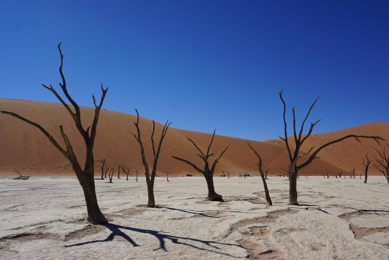 Оробиомы пустыни