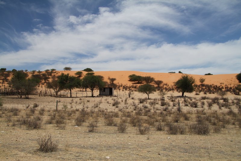 Растения пустыни Калахари