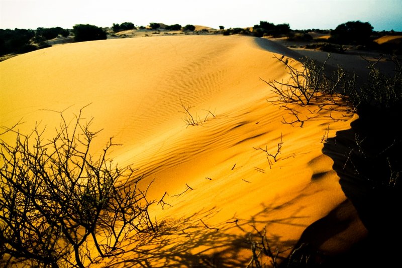 Африка пустыня Калахари