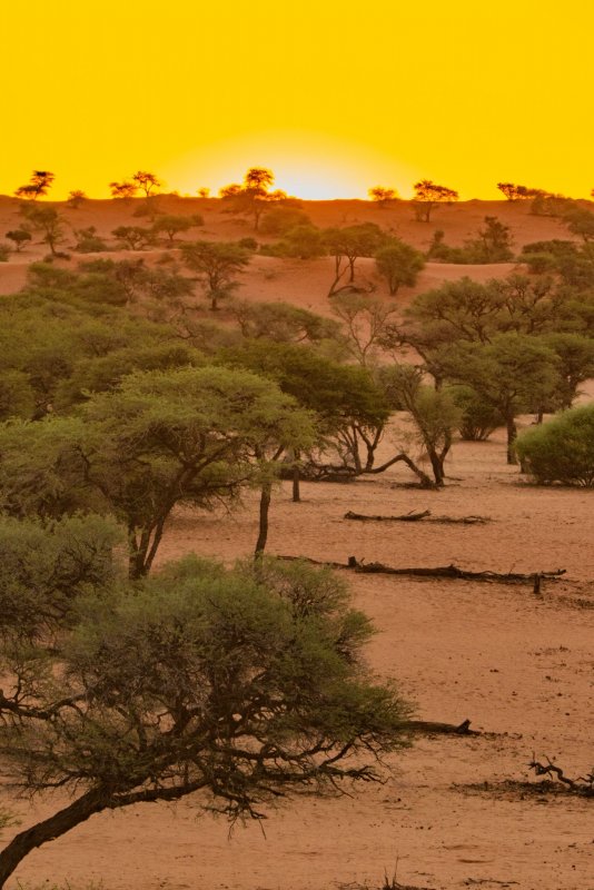 Африка пустыня Калахари