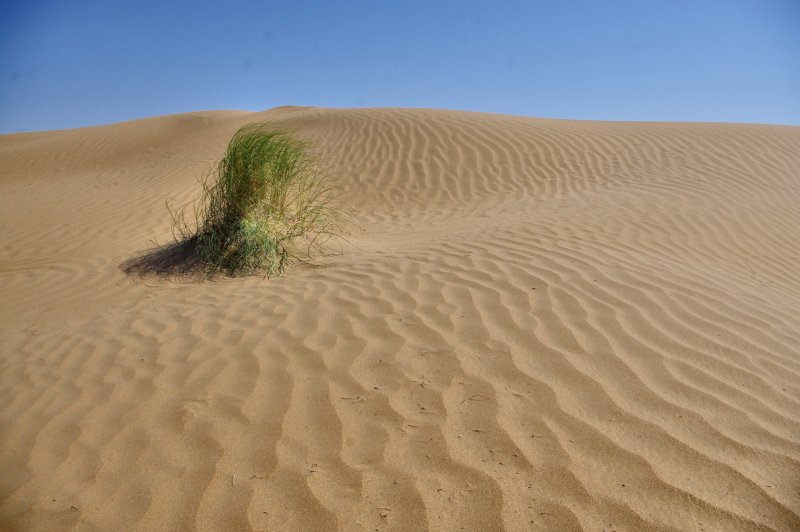 Казахстан пустыня Кызылкум