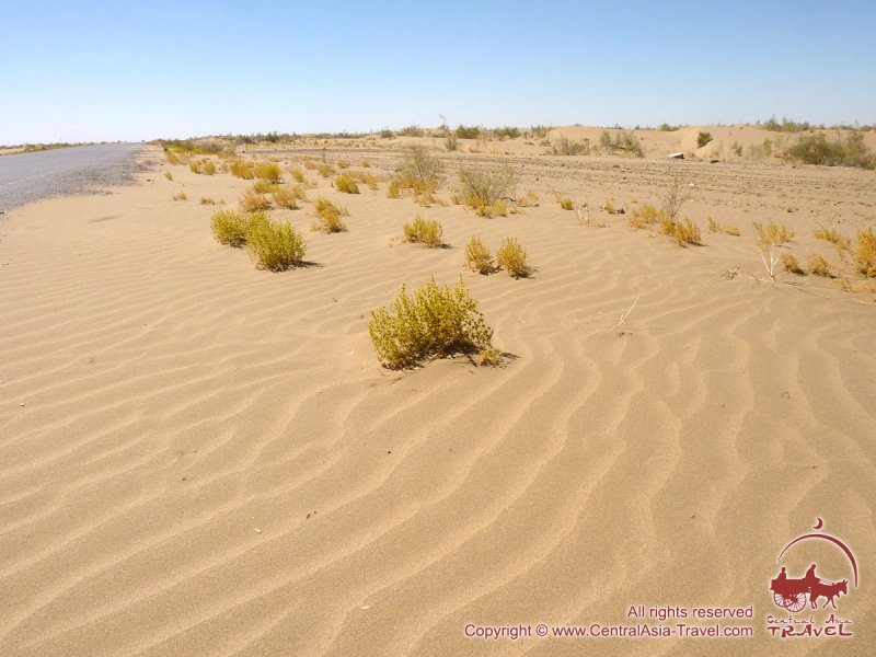 Насекомые пустыни Кызылкум