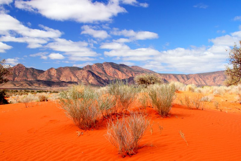 Пустыни и полупустыни Австралии растительный мир