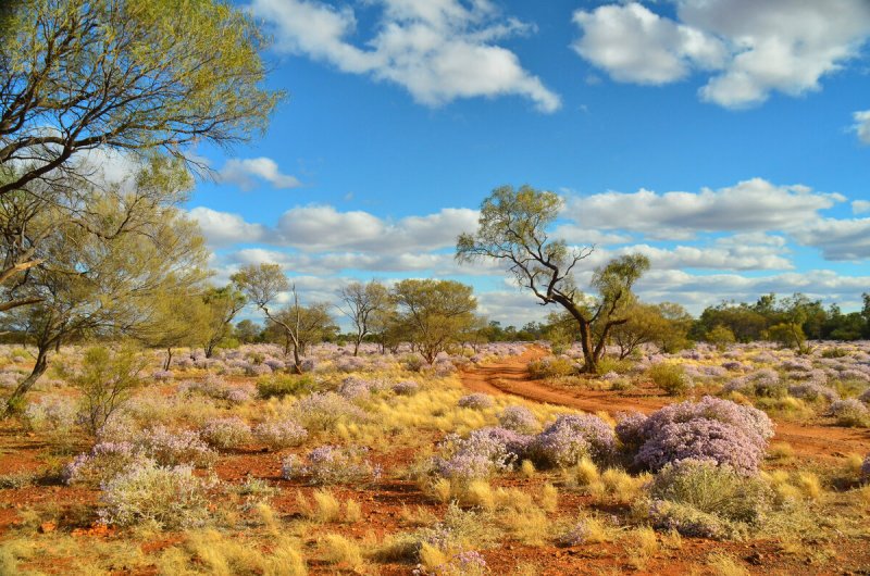 Пустыня Гибсона в Австралии