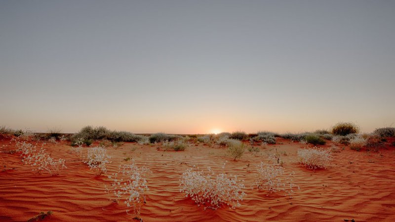 Большая Песчаная пустыня пустыня Гибсона