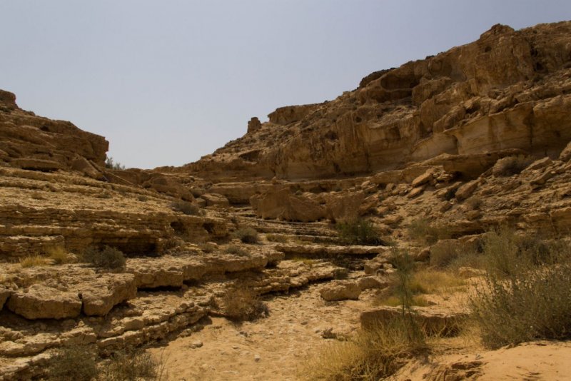 Насекомые пустыни Негев