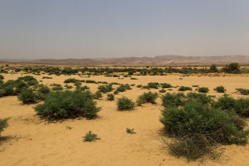 Лес в пустыне Негев