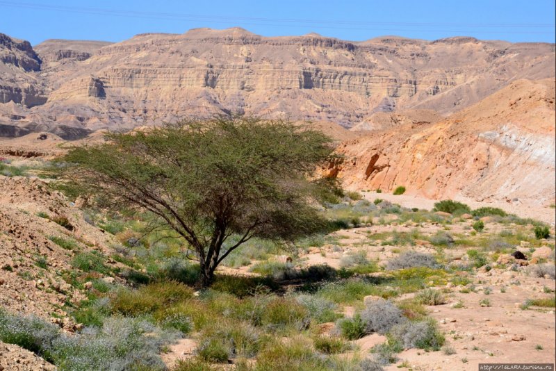 Дерево в пустыне Негев