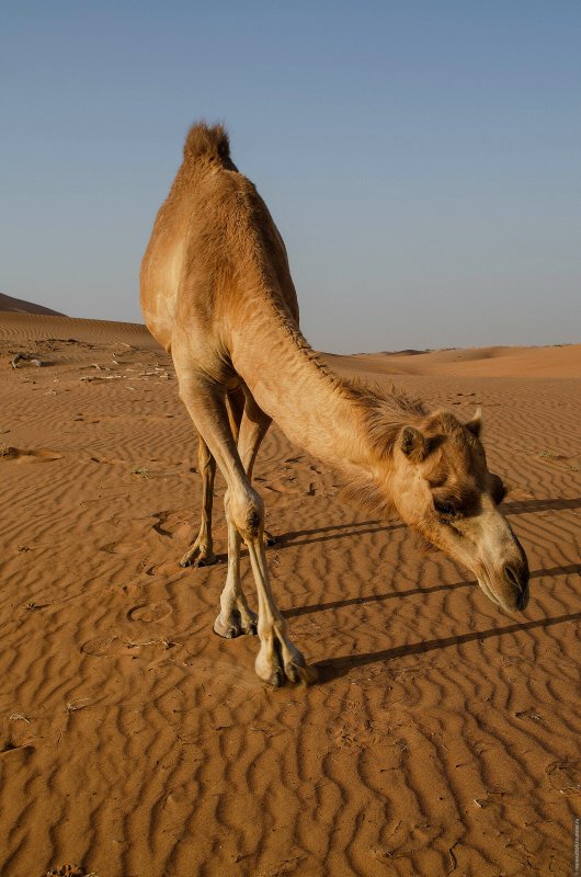 Сафари по пустыне руб Эль Хали