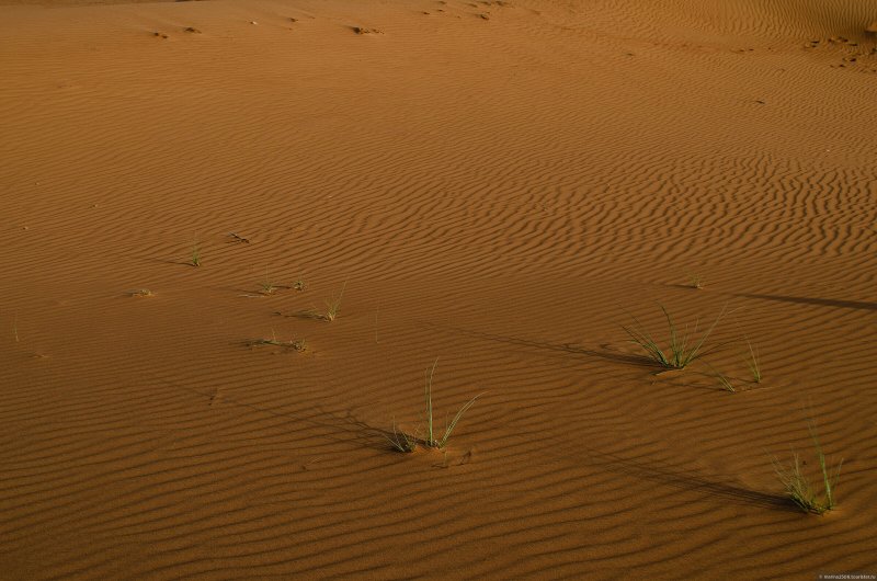 Сафари в пустыне руб-Эль-Хали