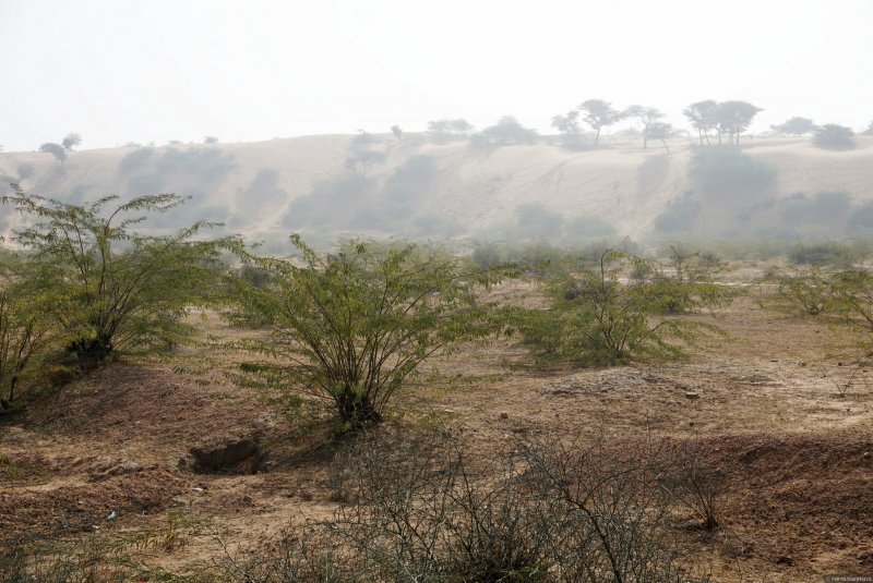 Джодхпур пустыня тар