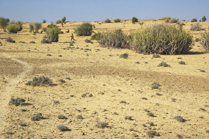 Раджастан пустыня тар