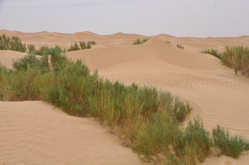 Погонщики с верблюдами в пустыне