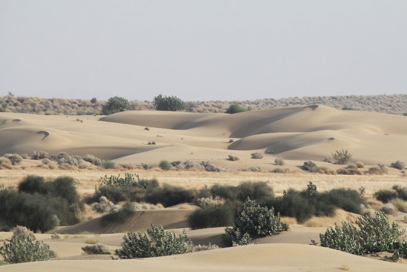 Пустыня тар климат