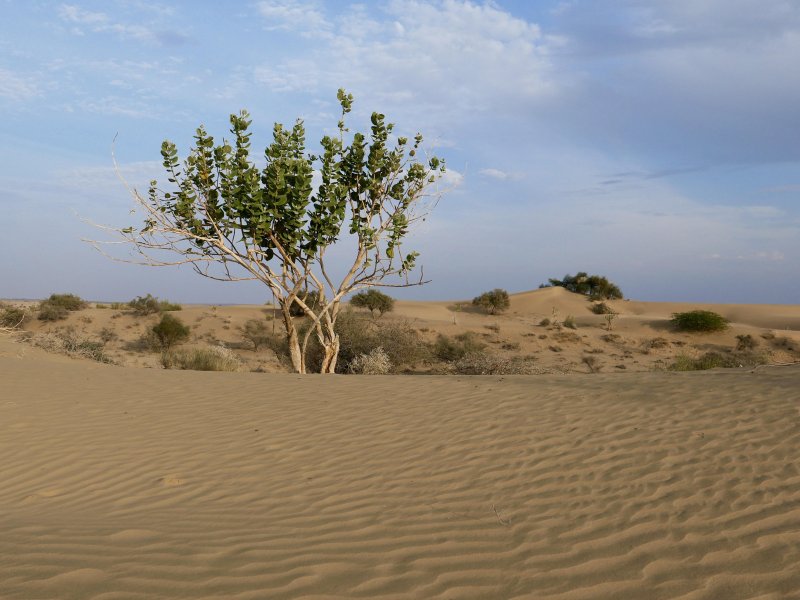 Пустыня Тхал Пакистан