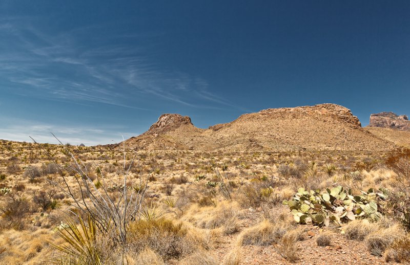 Chihuahua Desert