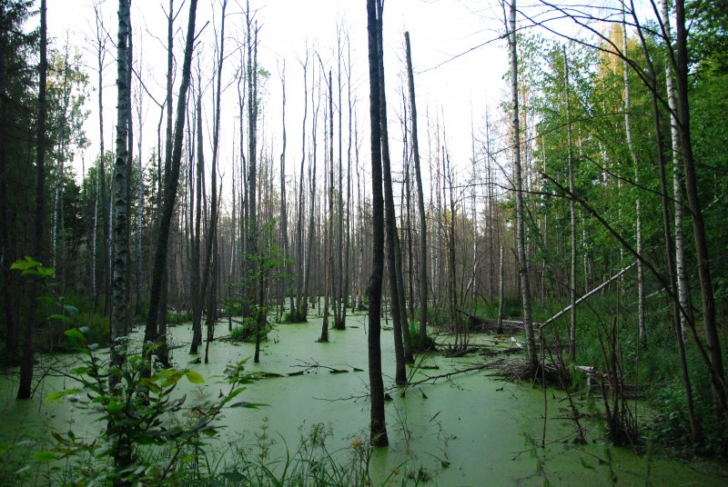 Беловежская пуща болото Дика