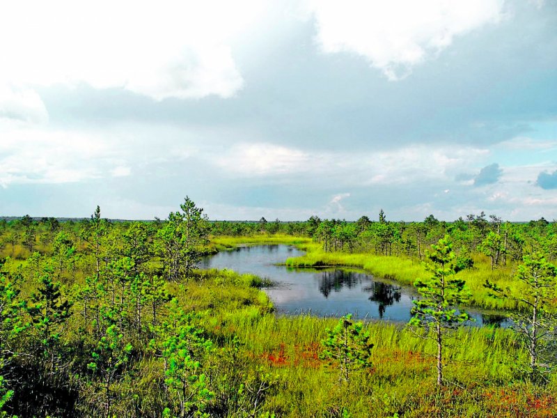 Ельня болото Беларусь экотропа