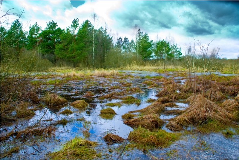 Торфяные болота Белоруссии