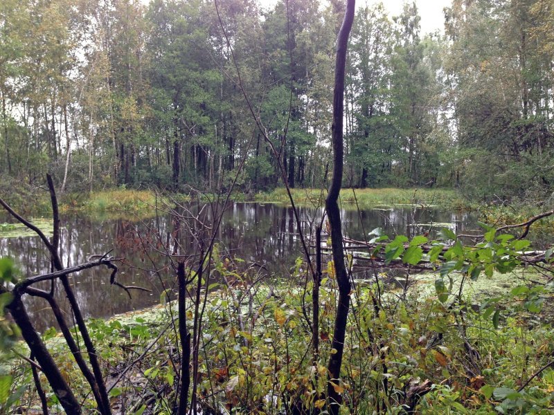Болото Озерное Ленинградской области